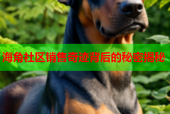 海角社区销售奇迹背后的秘密揭秘